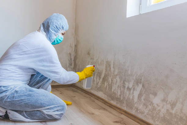 Licensed Mold Cleanup service in Manistee, MI - WQB Mold Removal
