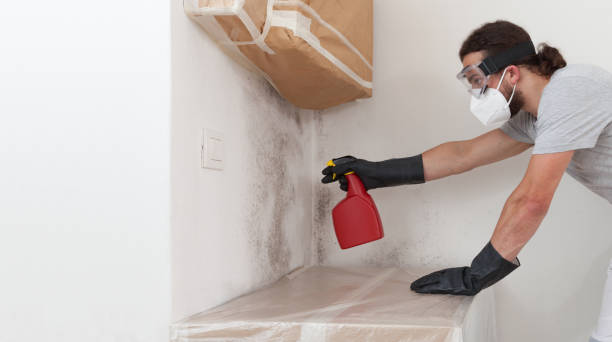 Professional Mold Cleanup technician working in Manistee, MI